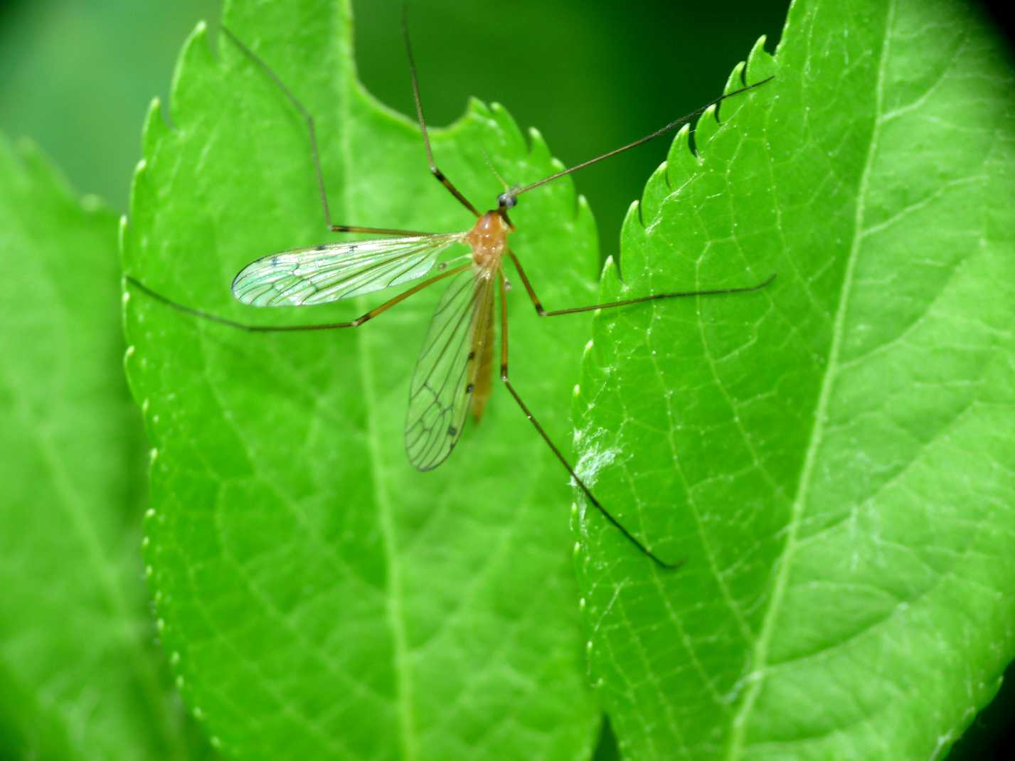 Piccolo Tipulidae